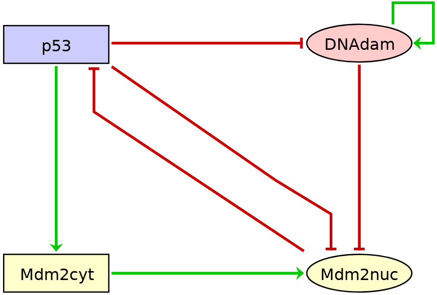 model network